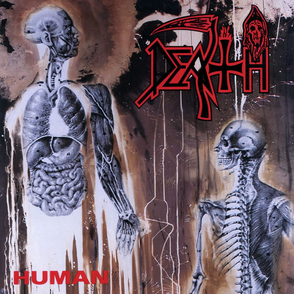Human (DLX)